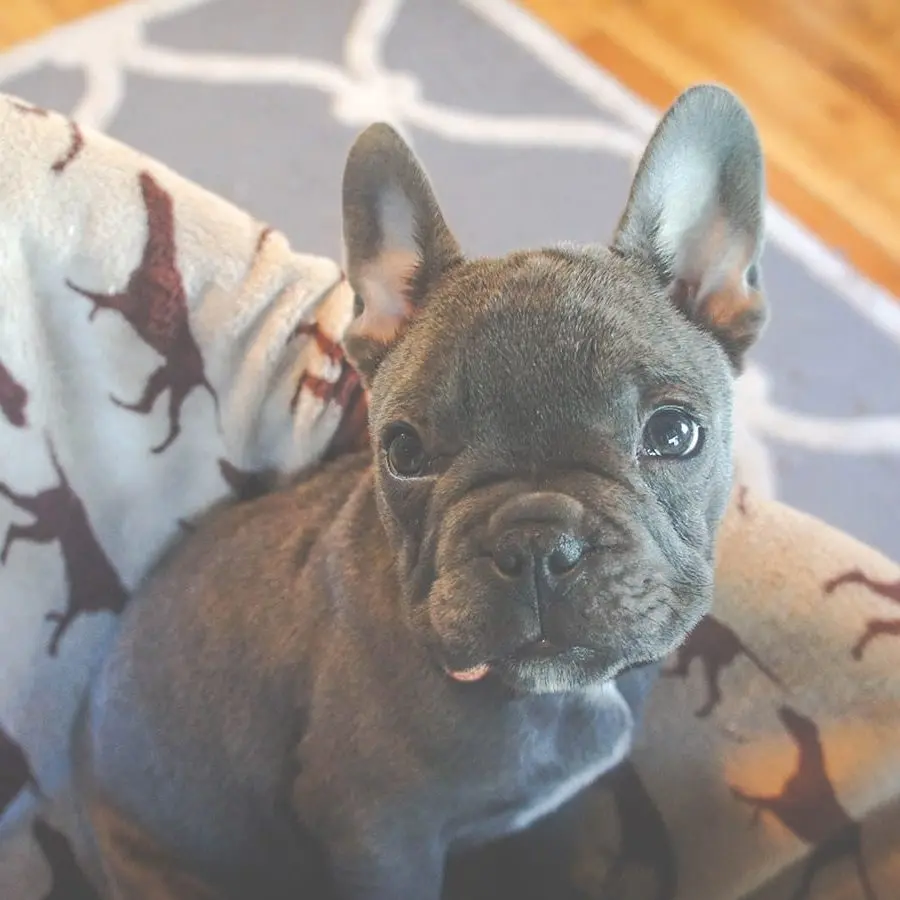 Blue French Bulldog puppy curled on sofa