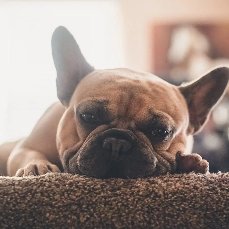 French Bulldog relaxing in home environment