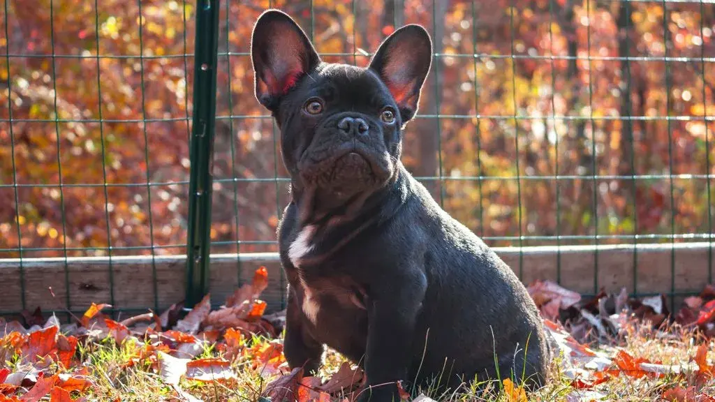 Black French Bulldog outdoors with alert bat ears
