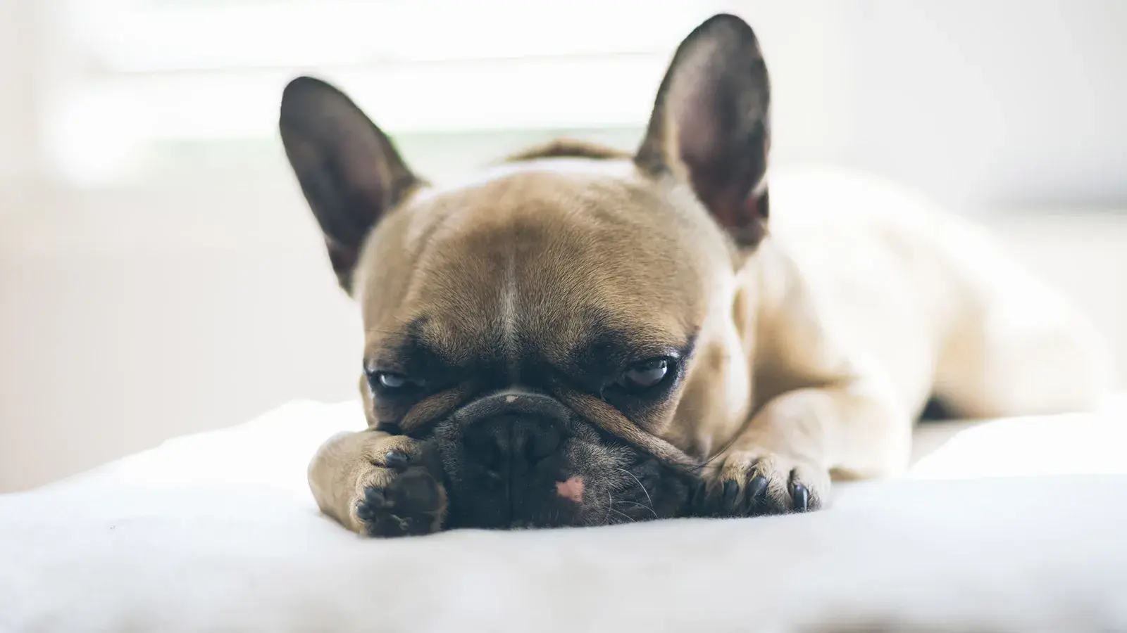 French Bulldog companion resting peacefully