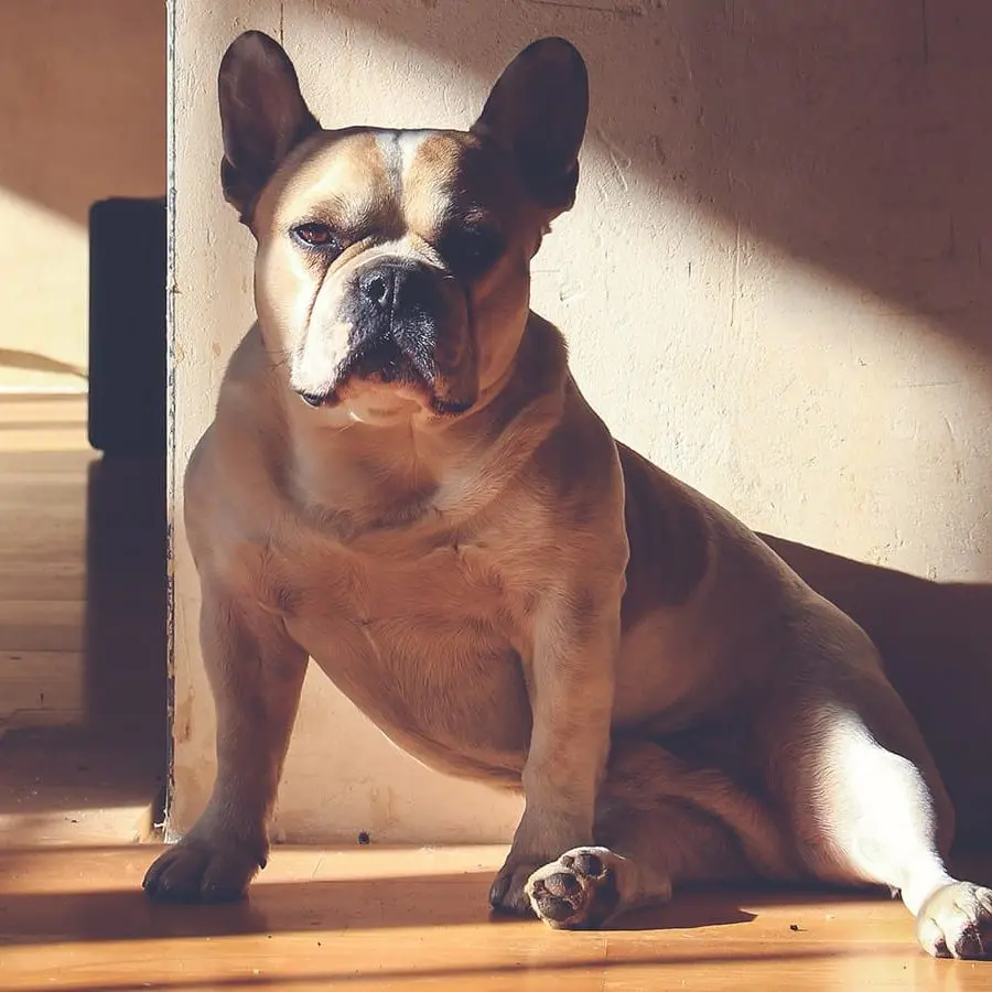 French Bulldog standard conformation and muscular build