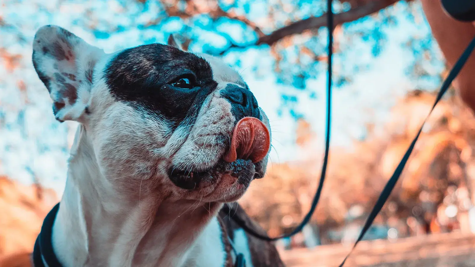 French Bulldog enjoying outdoor vitality and fresh air