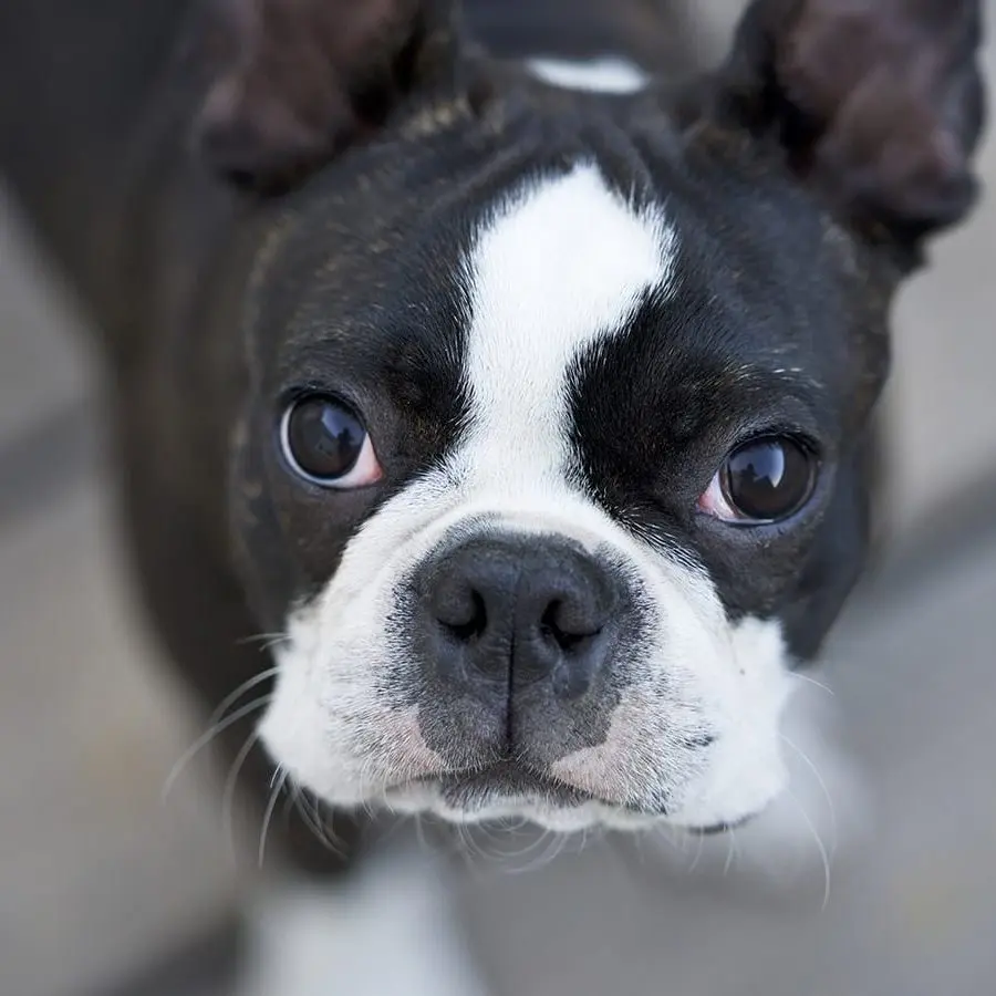 French Bulldog facial folds and ear grooming standard