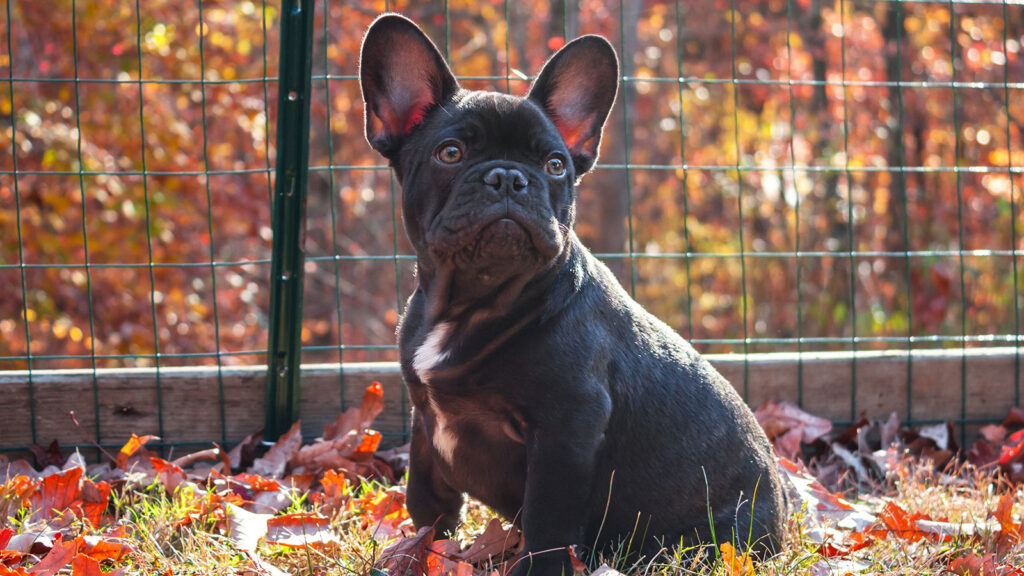 Teagan the French