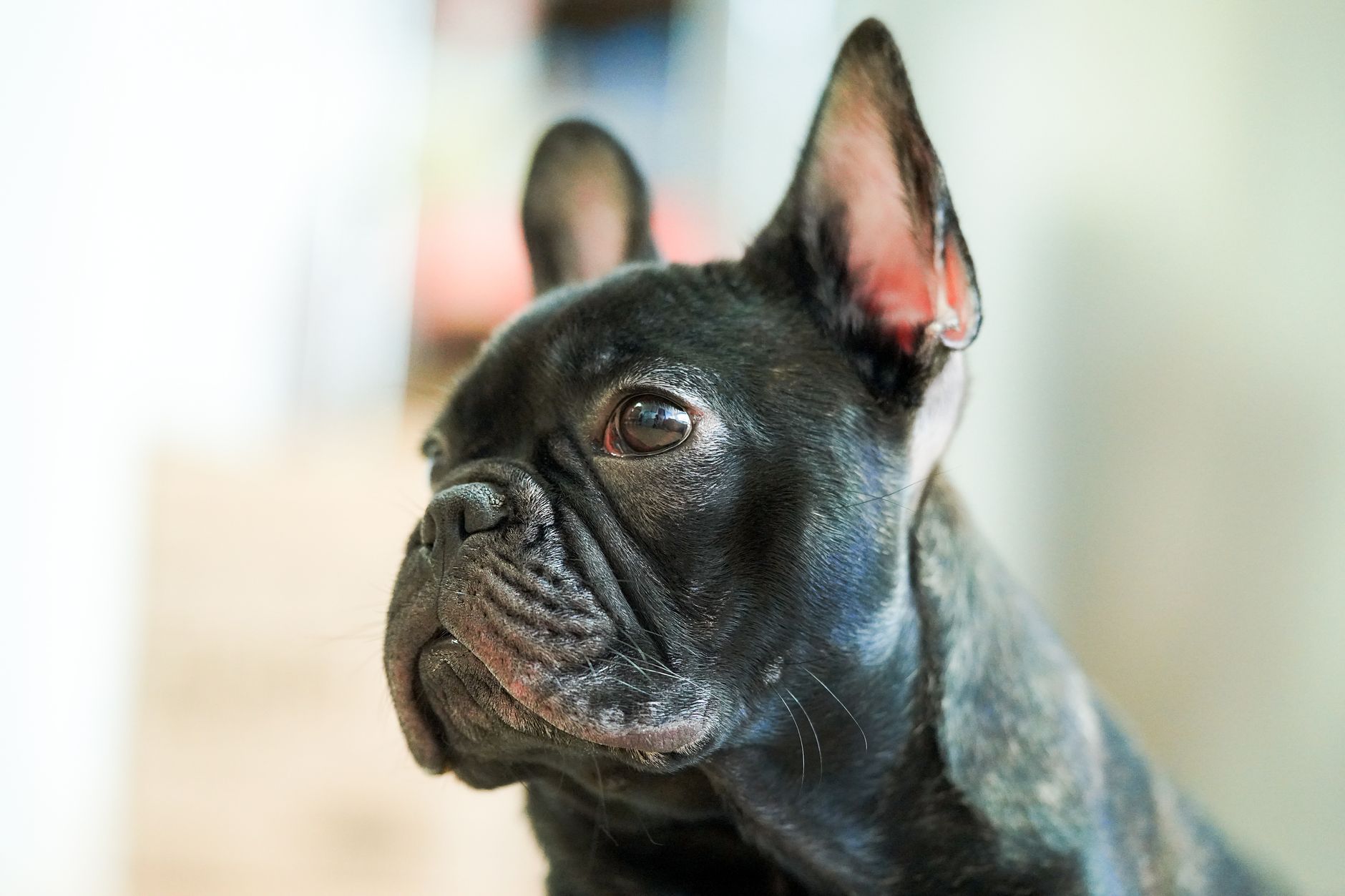 Adorable French Bulldog puppy in a close-up, highlighting its cuteness and charm.