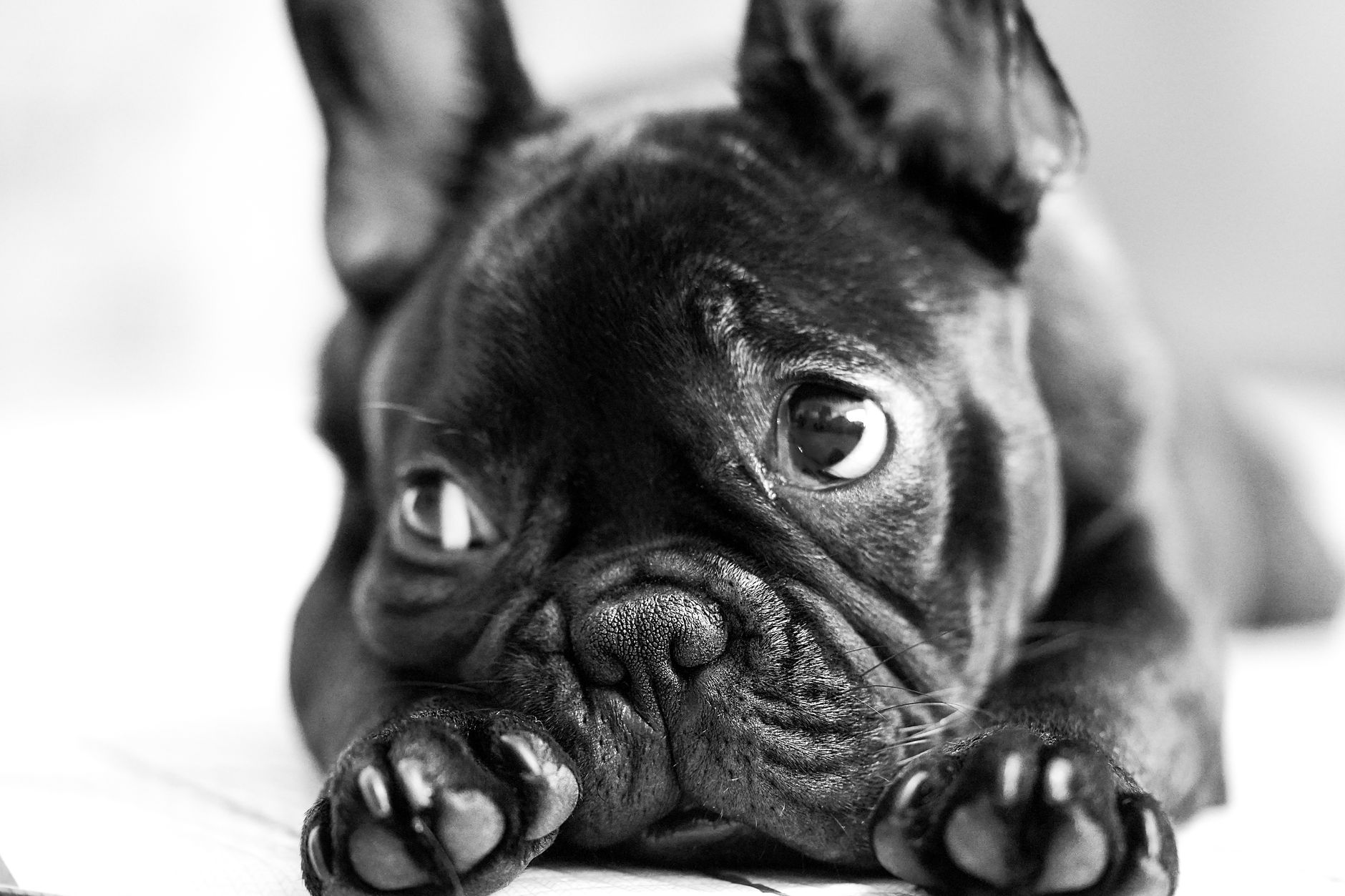 Captivating black-and-white close-up of a cute French Bulldog resting.
