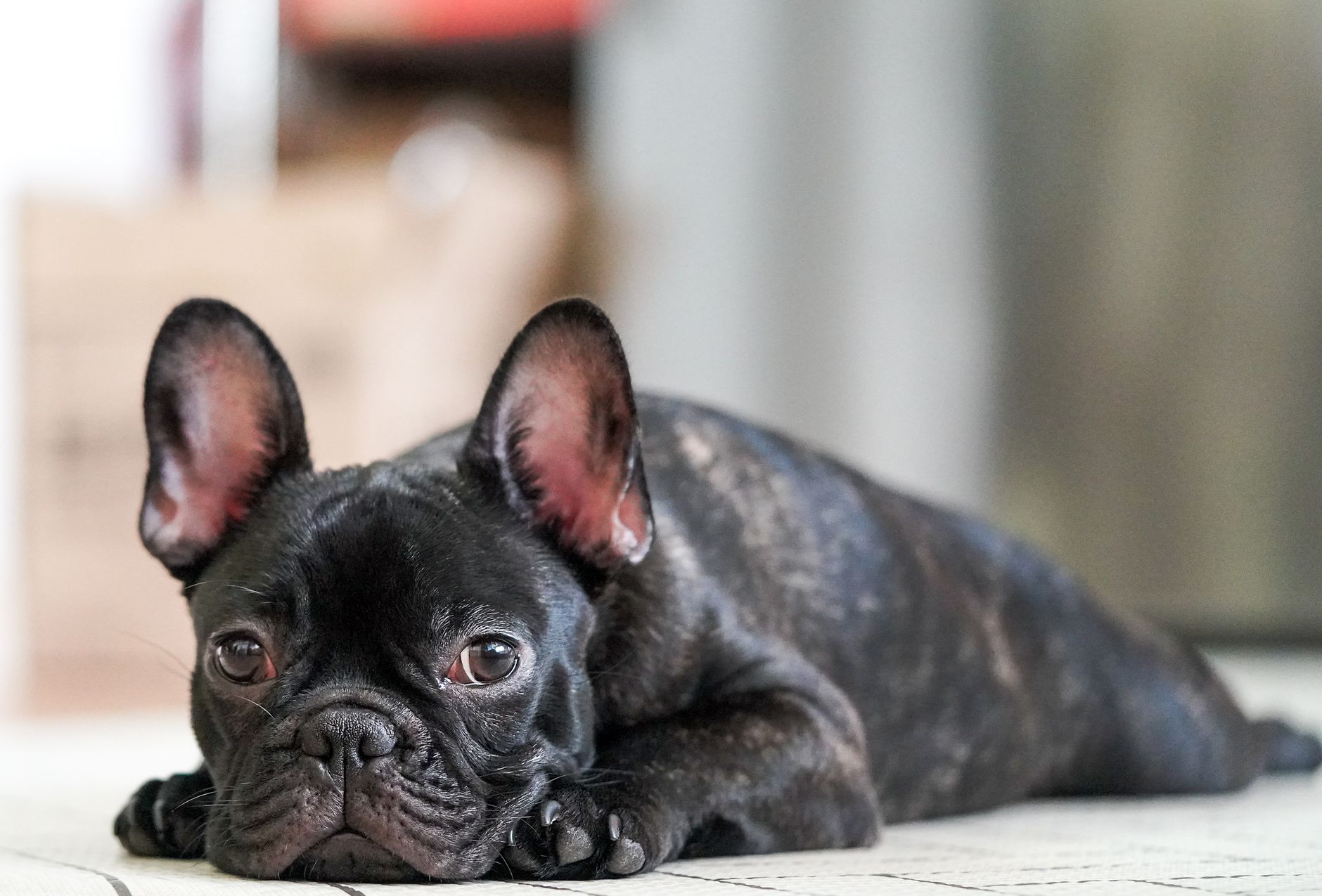 A cute French bulldog lying on the floor, showcasing its curious and adorable expression.