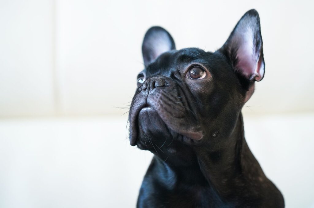 Charming close-up of a black French Bulldog with attentive expression, perfect for pet lovers.