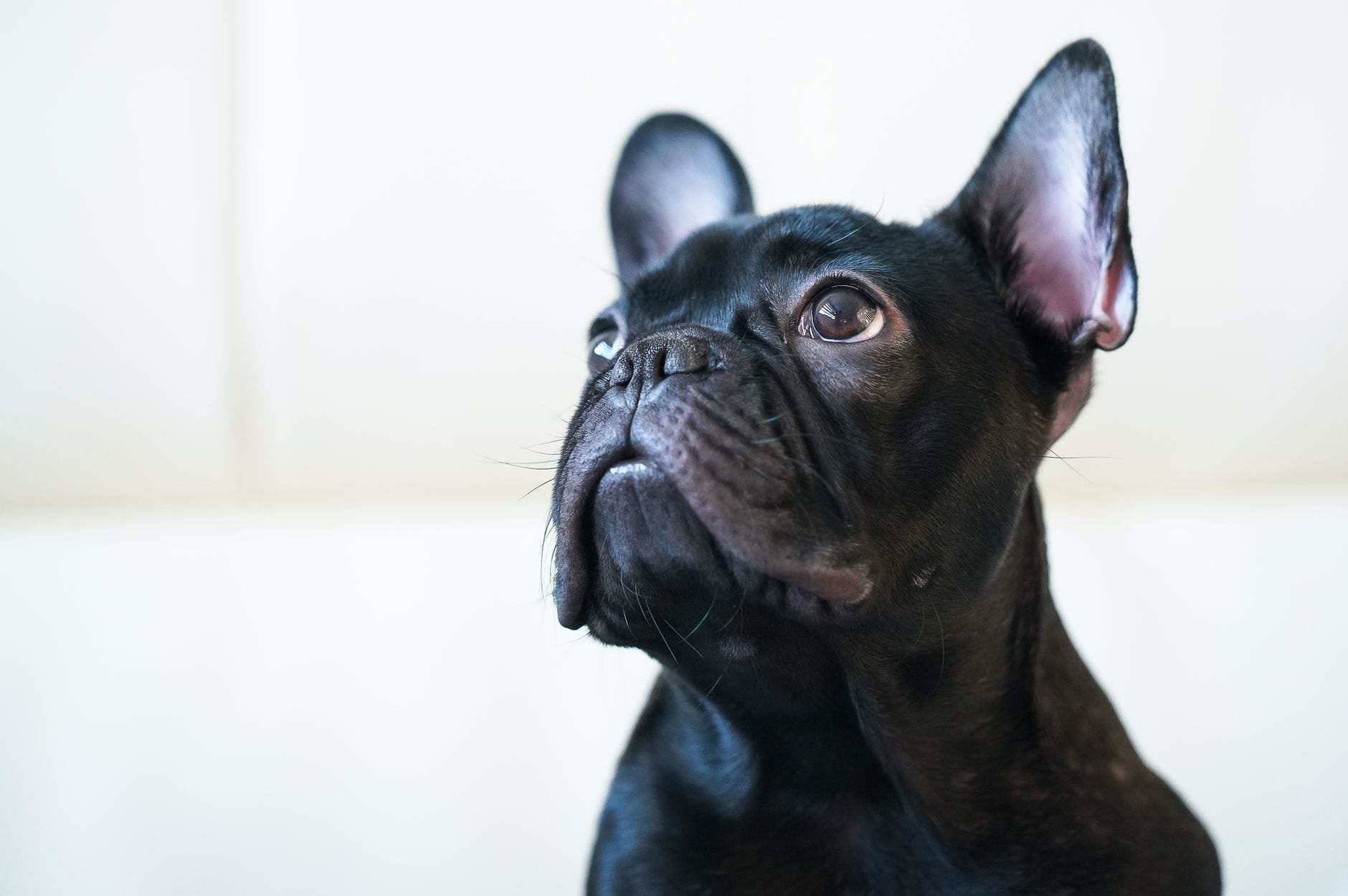 Charming close-up of a black French Bulldog with attentive expression, perfect for pet lovers.