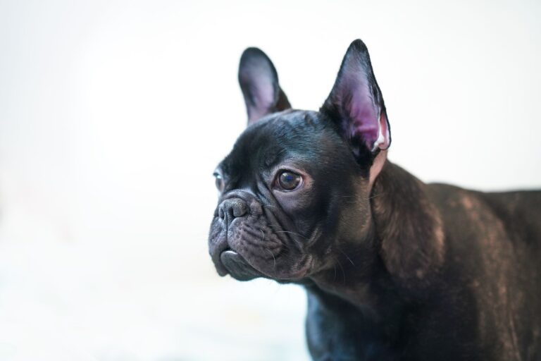 Close-up portrait of an adorable black French Bulldog looking attentively, highlighting its expressive eyes and glossy coat.