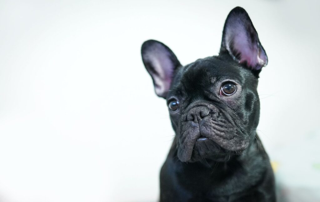Adorable French Bulldog puppy with curious eyes staring attentively. Perfect for pet lovers.