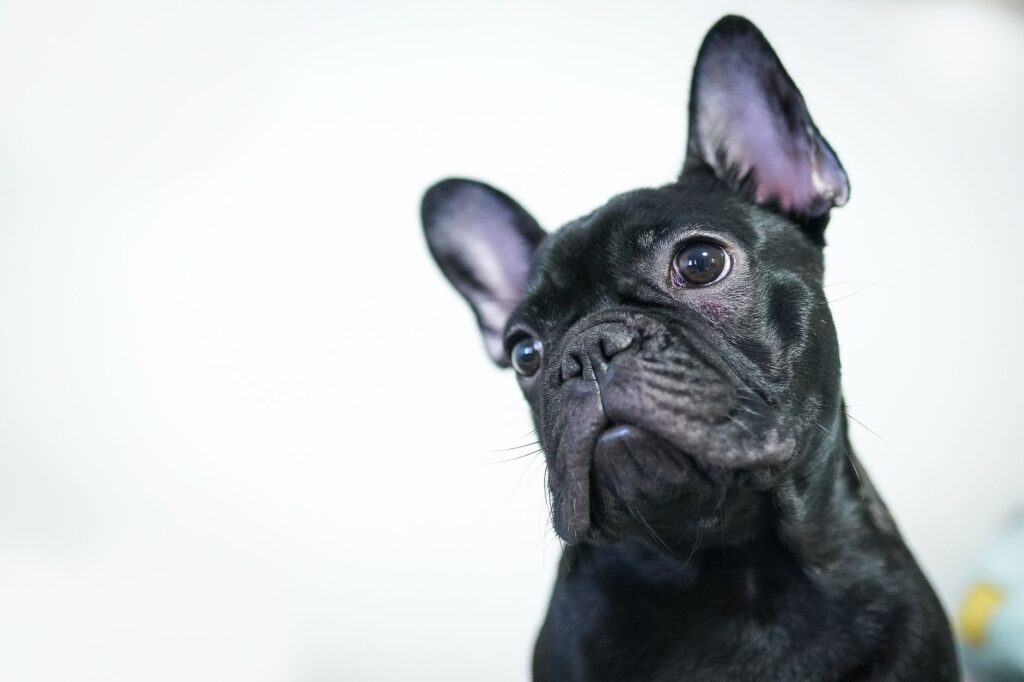 Adorable black French Bulldog looking inquisitively against a white background.