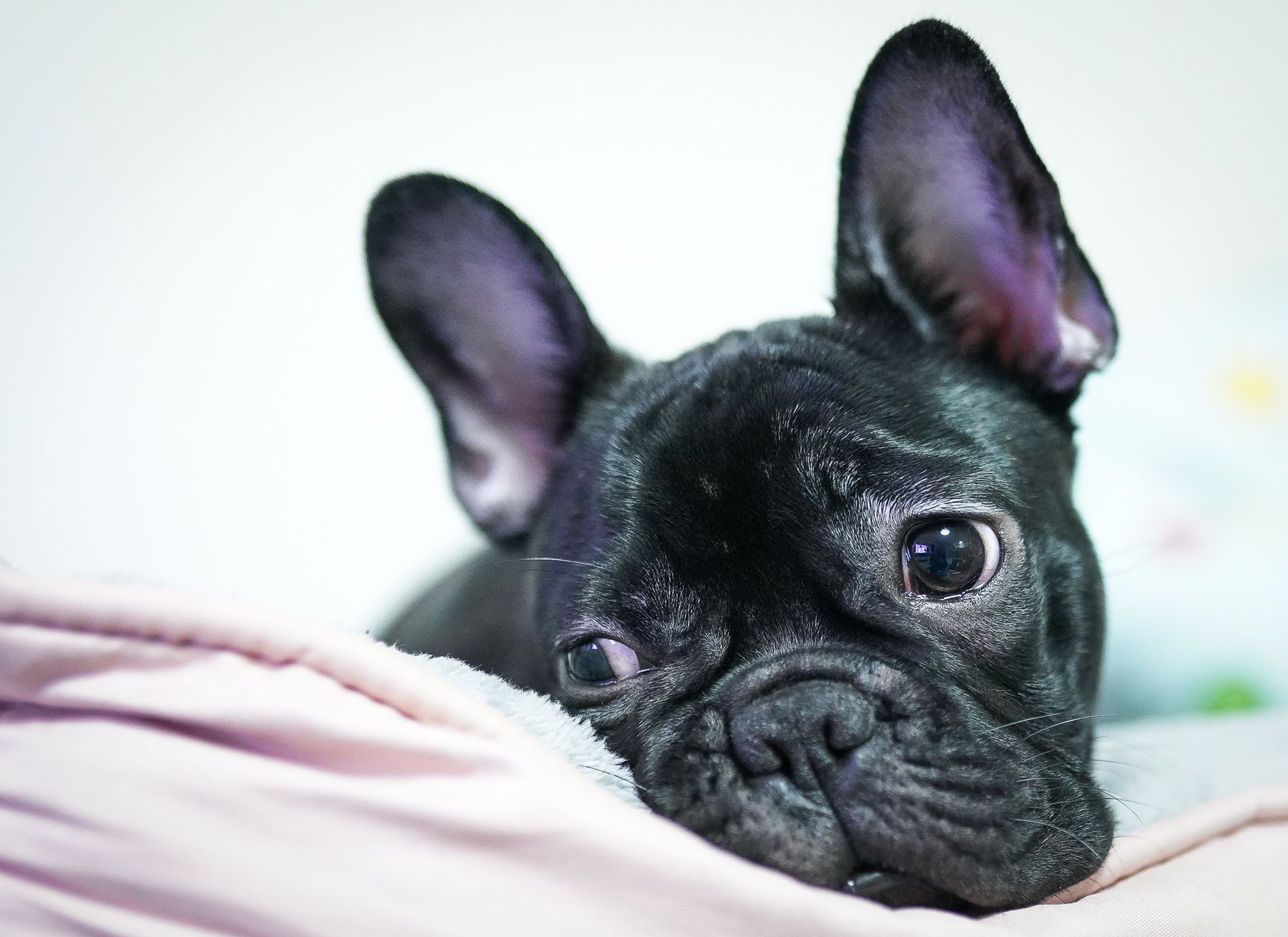 Adorable close-up of a black French Bulldog lying down indoors, capturing its expressive face and alert ears.