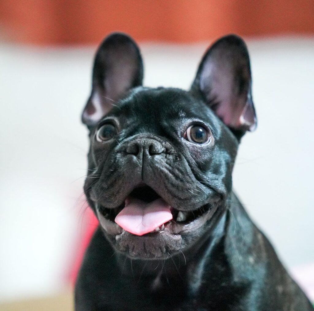 Cute black French Bulldog with tongue out in a playful close-up portrait.