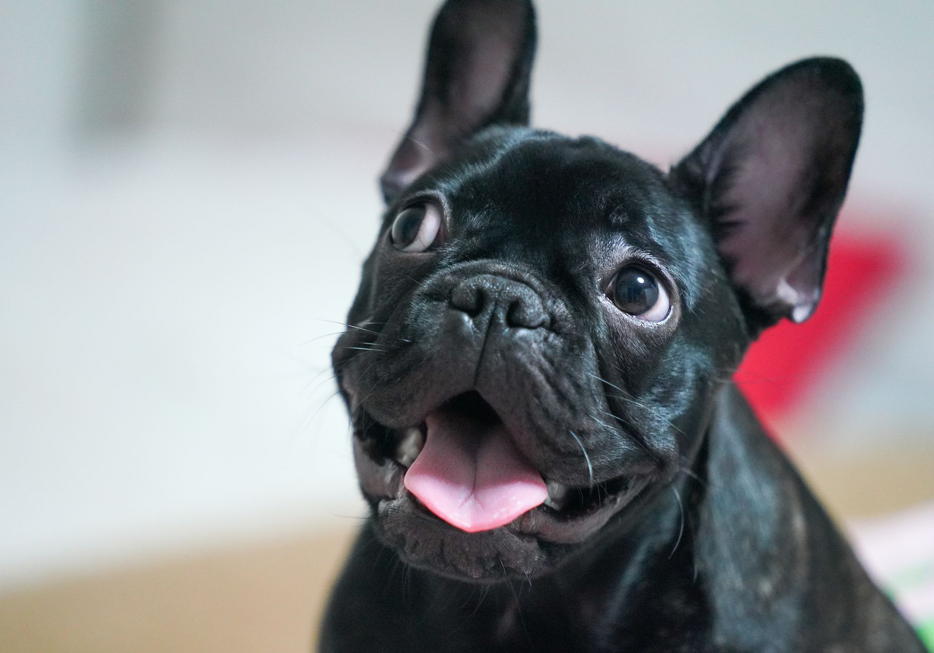 A happy French Bulldog enjoying a close-up portrait with a soft blurred background.