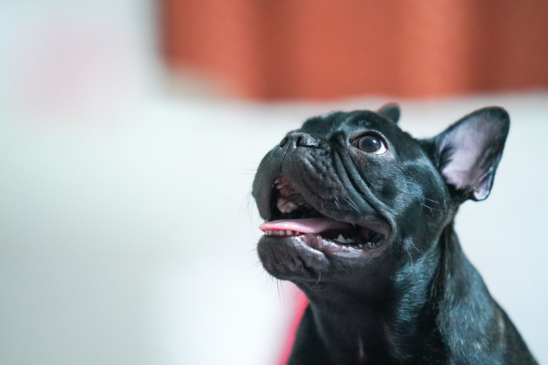 Close-up portrait of a happy black French bulldog looking upwards with a neutral background.