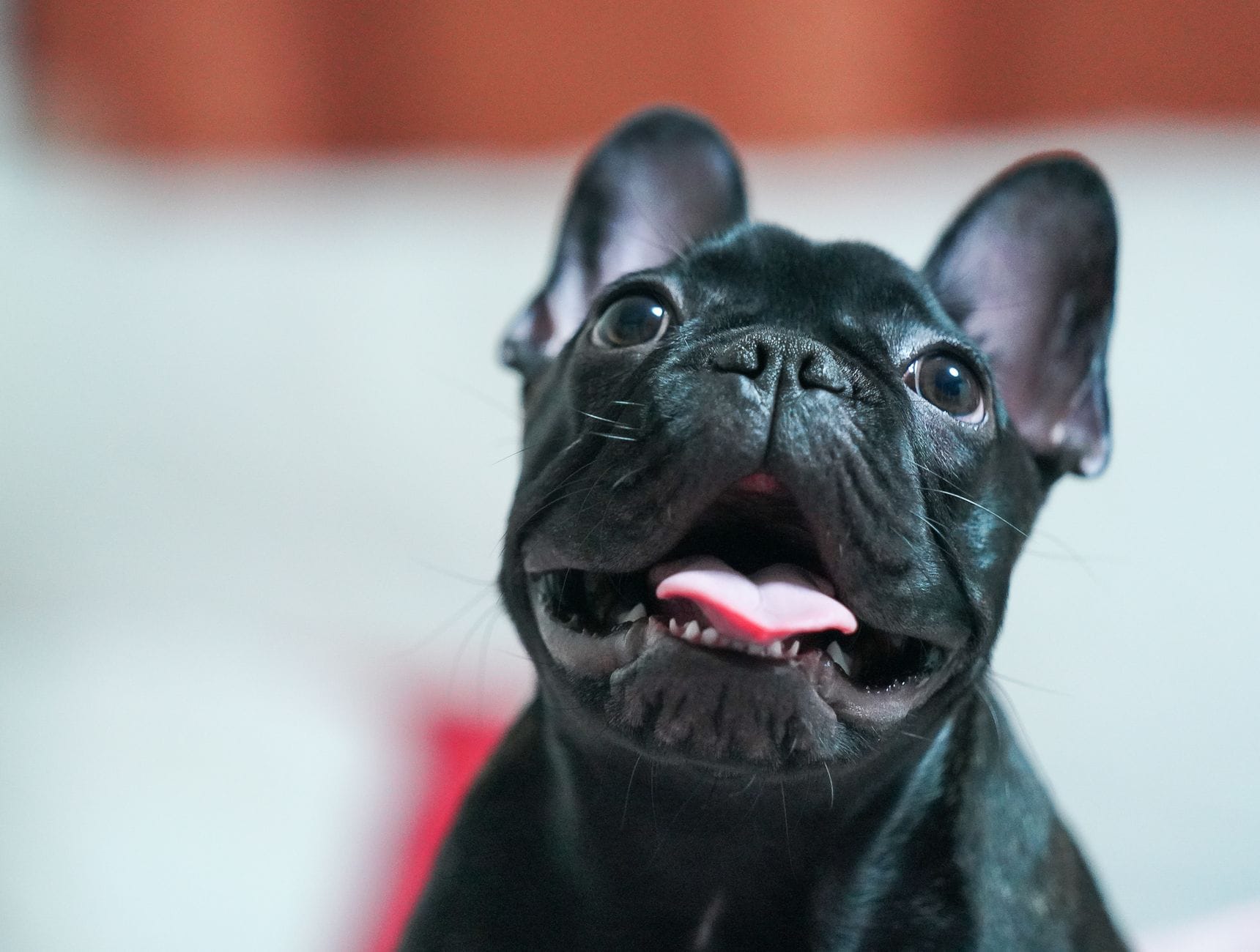 Close-up of a cute black French Bulldog puppy with a playful expression captured indoors.
