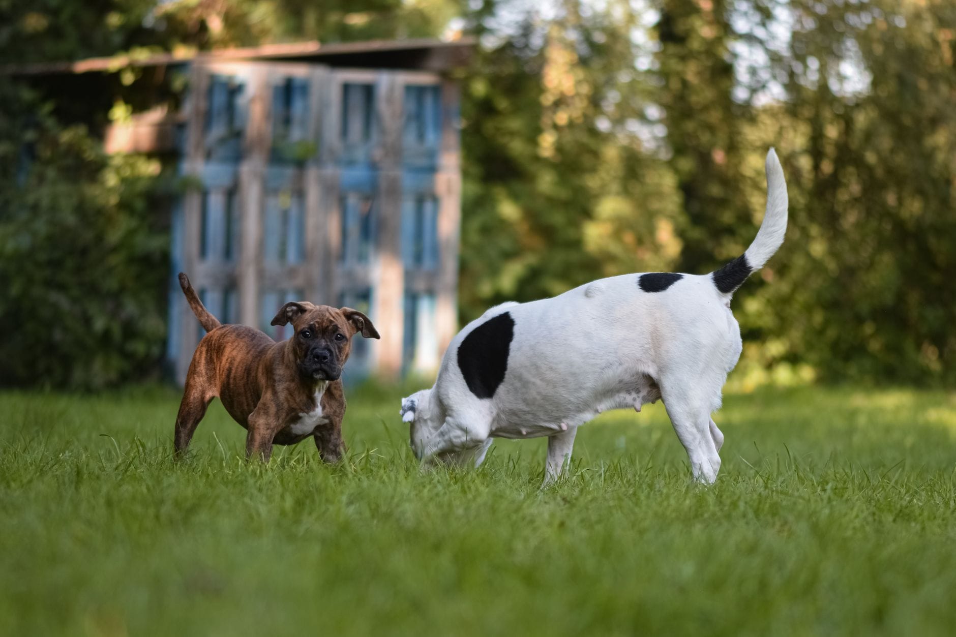 Two dogs playing joyfully in a lush green grass field on a sunny day.