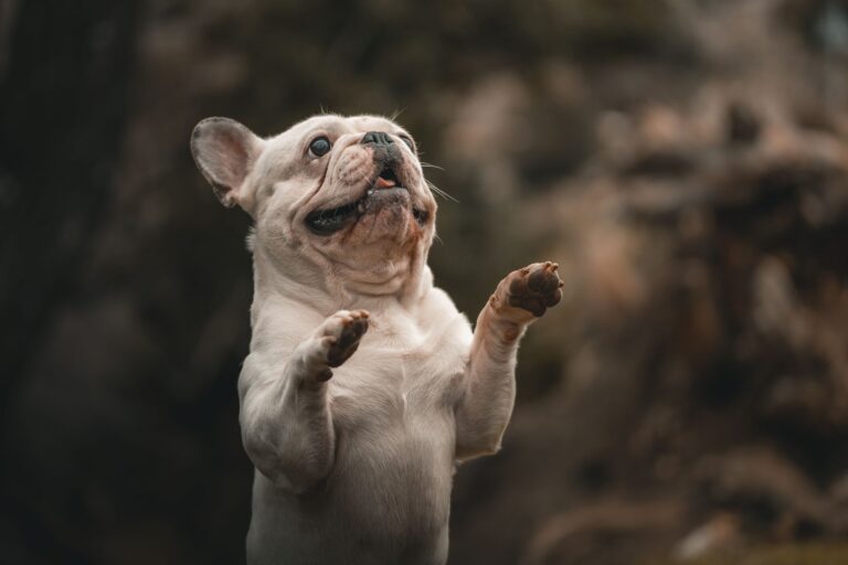 A lively French Bulldog stands on hind legs, displaying energetic behavior outdoors.