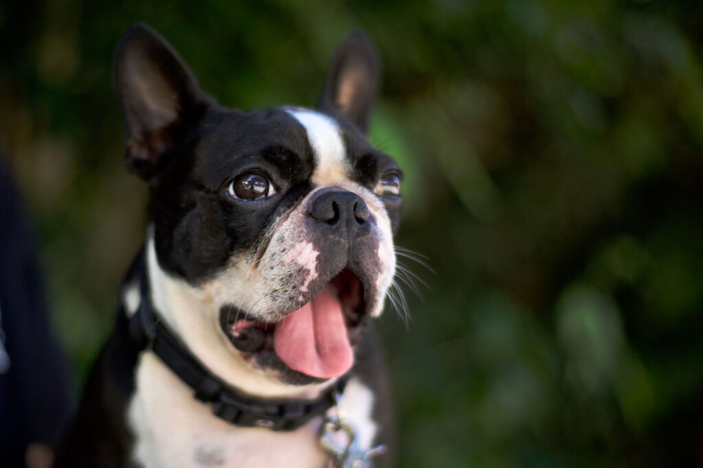 Adorable French Bulldog with tongue out enjoying a sunny day outdoors.