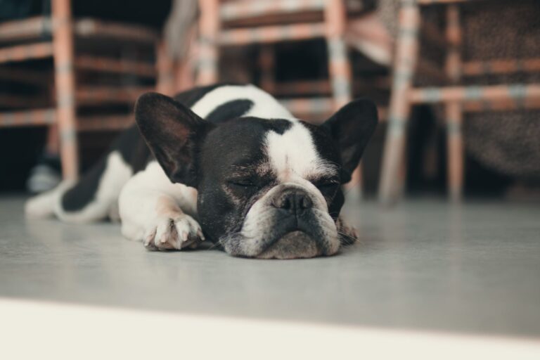 Adorable French Bulldog sleeping inside on a smooth floor.