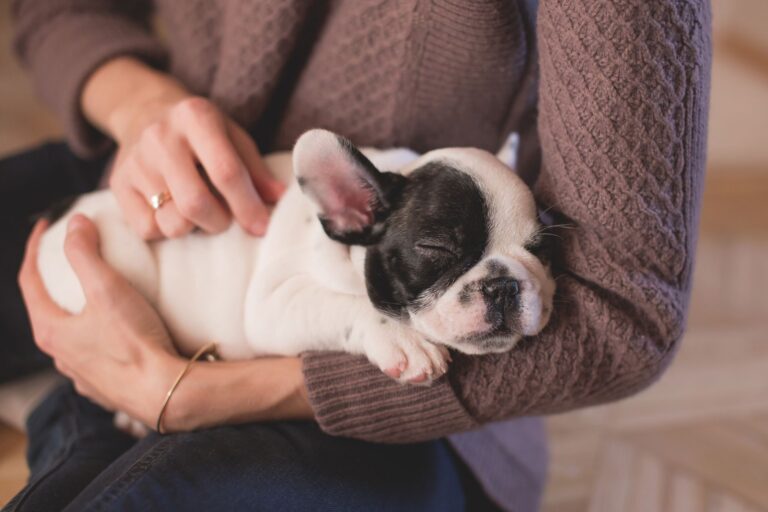 A sweet bulldog puppy peacefully asleep in a warm embrace, conveying warmth and comfort.