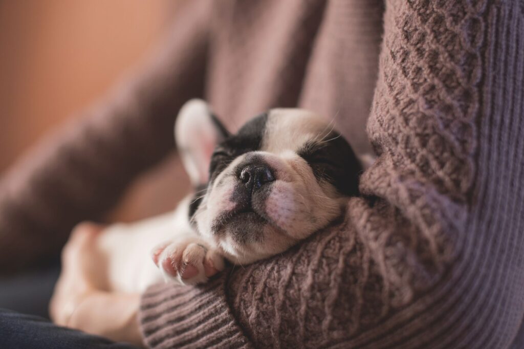 Adorable French Bulldog puppy peacefully sleeping in cozy brown sweater.