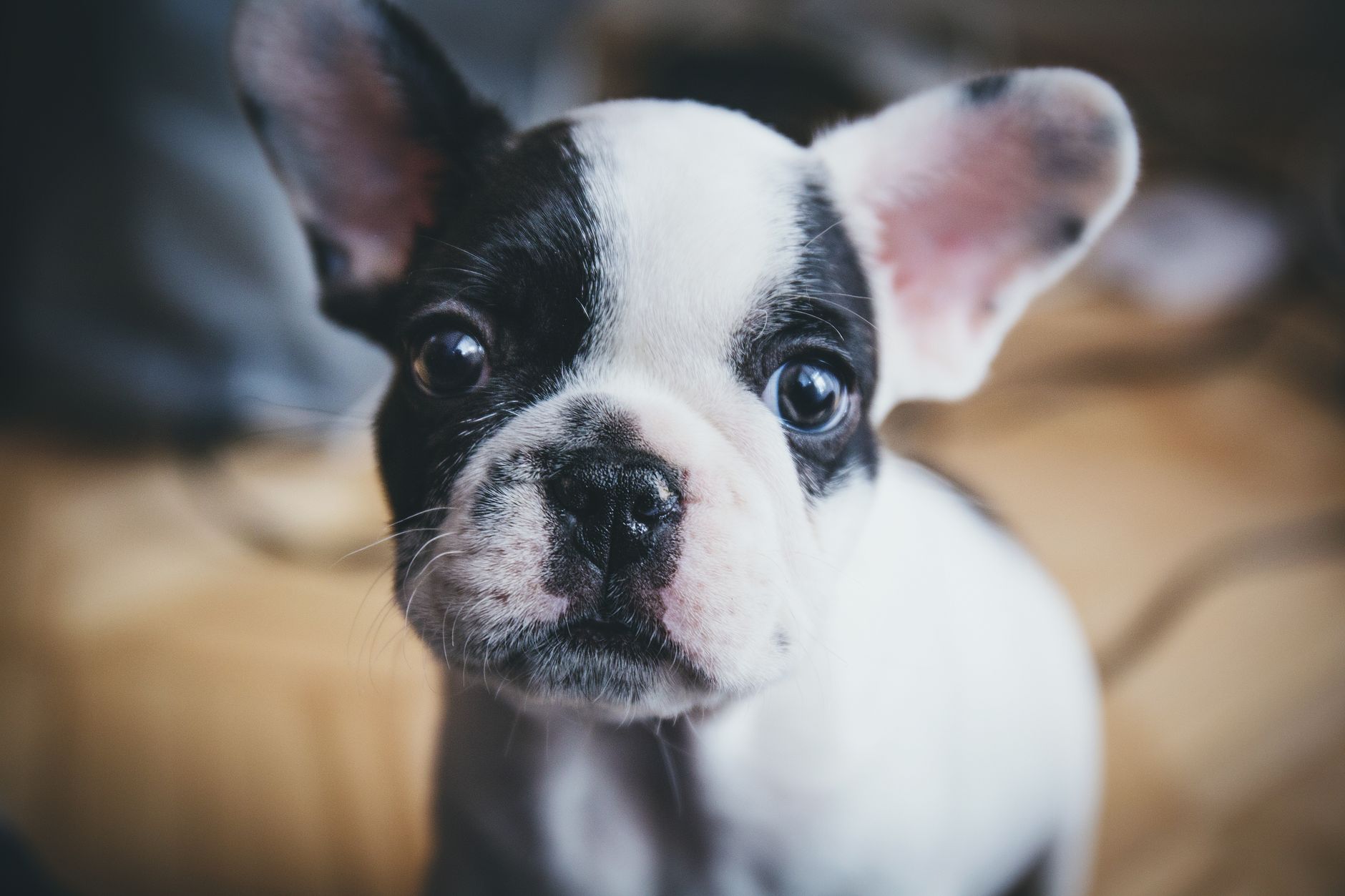 Close-up of a cute French Bulldog puppy captured indoors with soft focus.