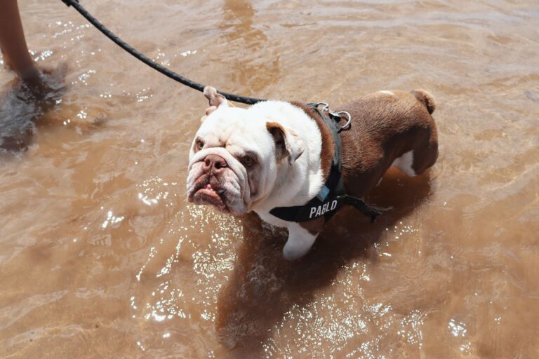English Bulldog enjoying a sunny day at the beach, wading in the water on a leash.