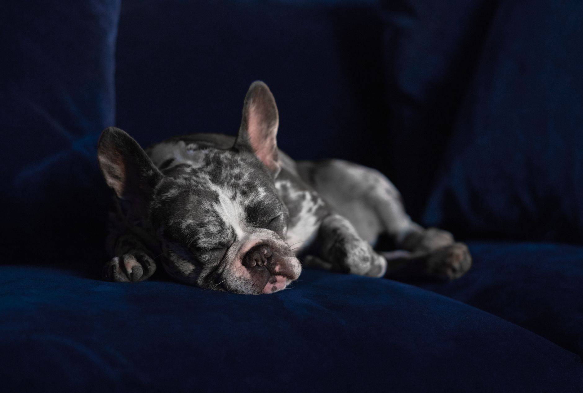 Cute merle French Bulldog puppy sleeping on a dark blue sofa indoors.