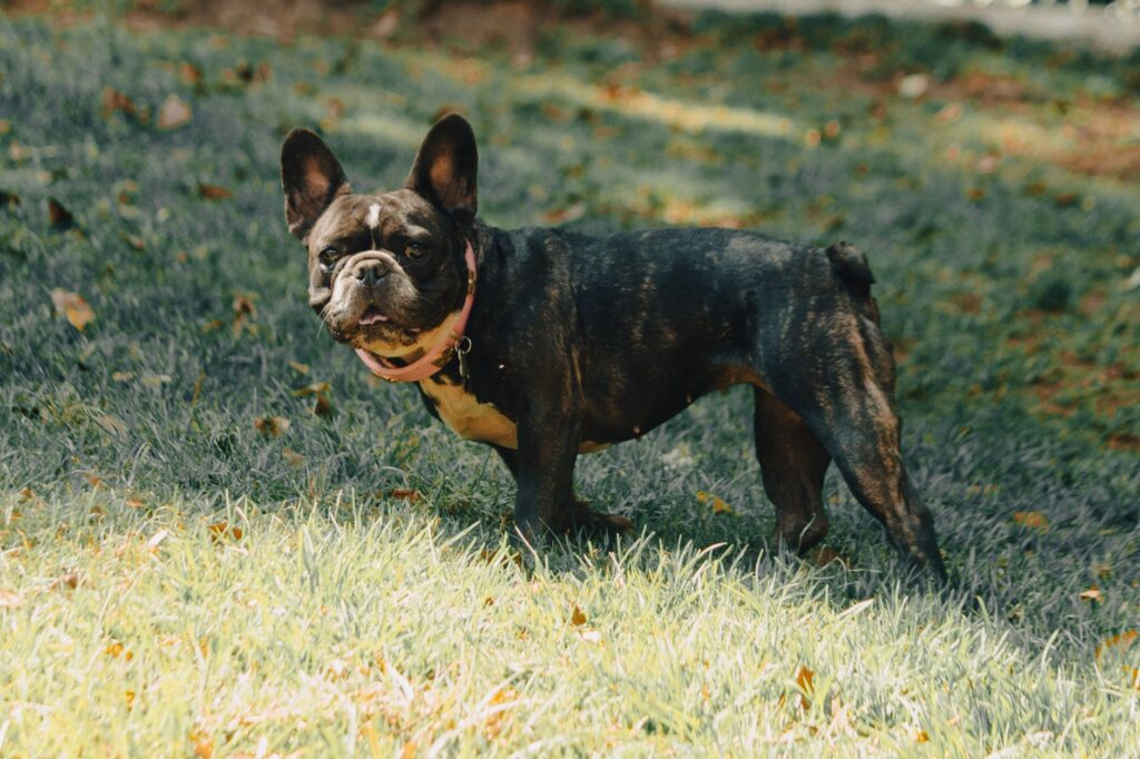 A French Bulldog standing on vibrant grass in a sunlit park, showcasing its adorable features.
