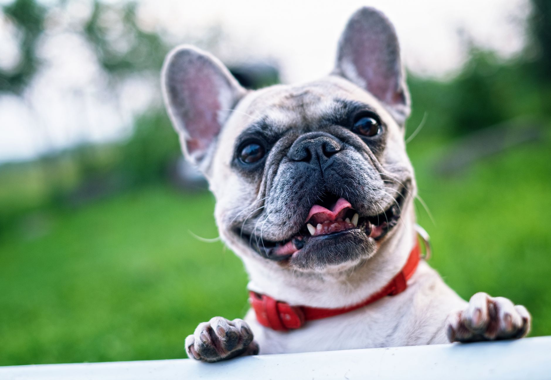 Happy French Bulldog with red collar enjoying a sunny day outdoors.