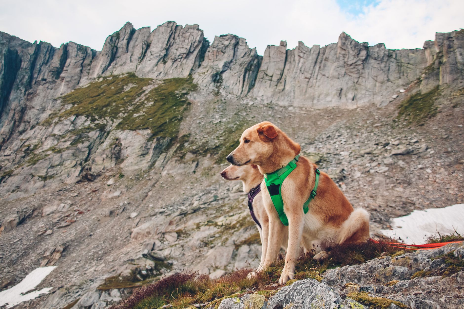 Two dogs in harnesses sit on rocks with a mountain backdrop, showcasing pet adventure.
