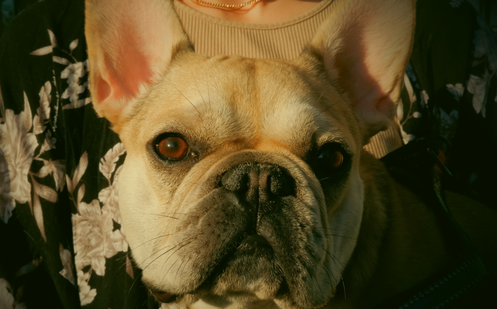 Adorable French Bulldog gazing attentively in a close-up portrait