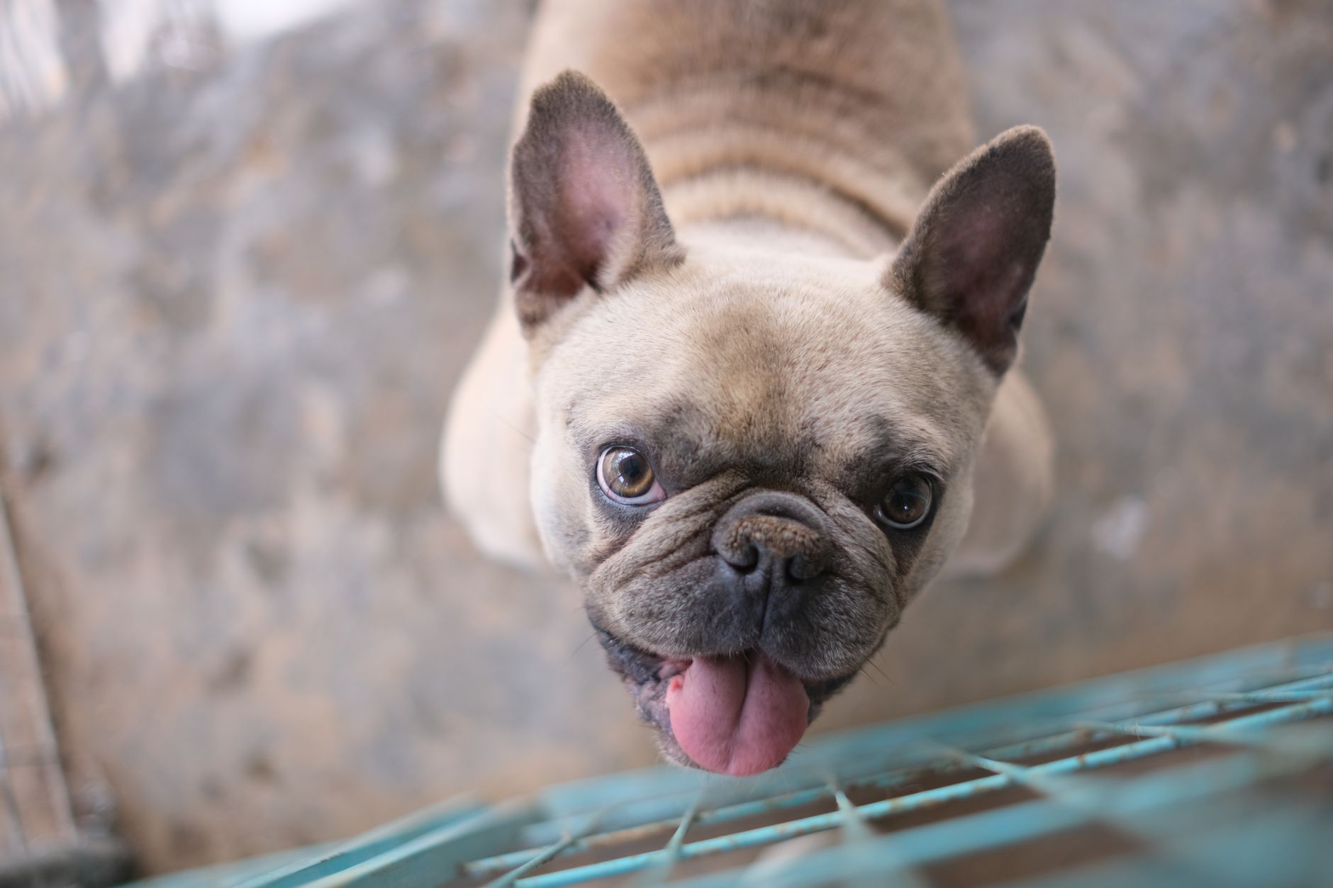 Adorable French Bulldog with tongue out, looking up from a cage. Perfect pet photography.