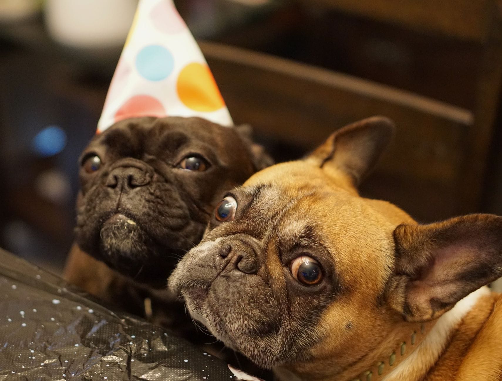 Two cute bulldogs in a festive mood with party hats, perfect for celebrations.