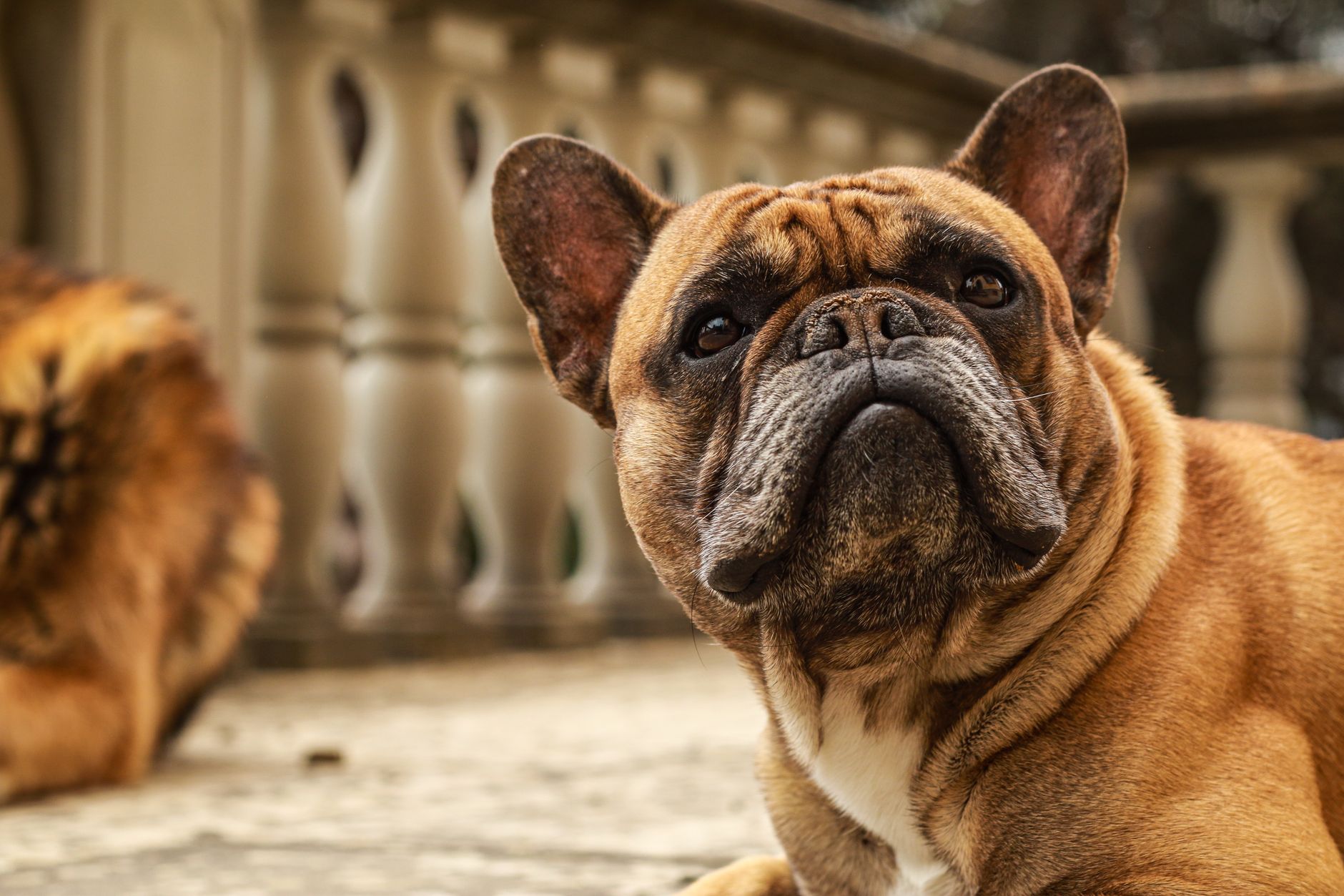 Close-up of a French Bulldog relaxing on a beautifully designed balcony. Perfect for pet enthusiasts.
