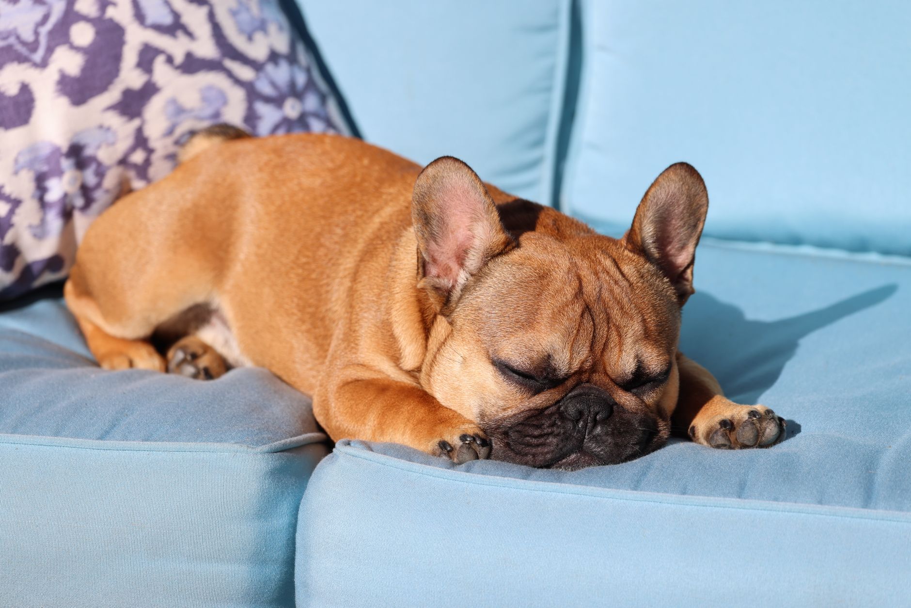 A cute French bulldog puppy napping peacefully on a blue sofa in sunlight.