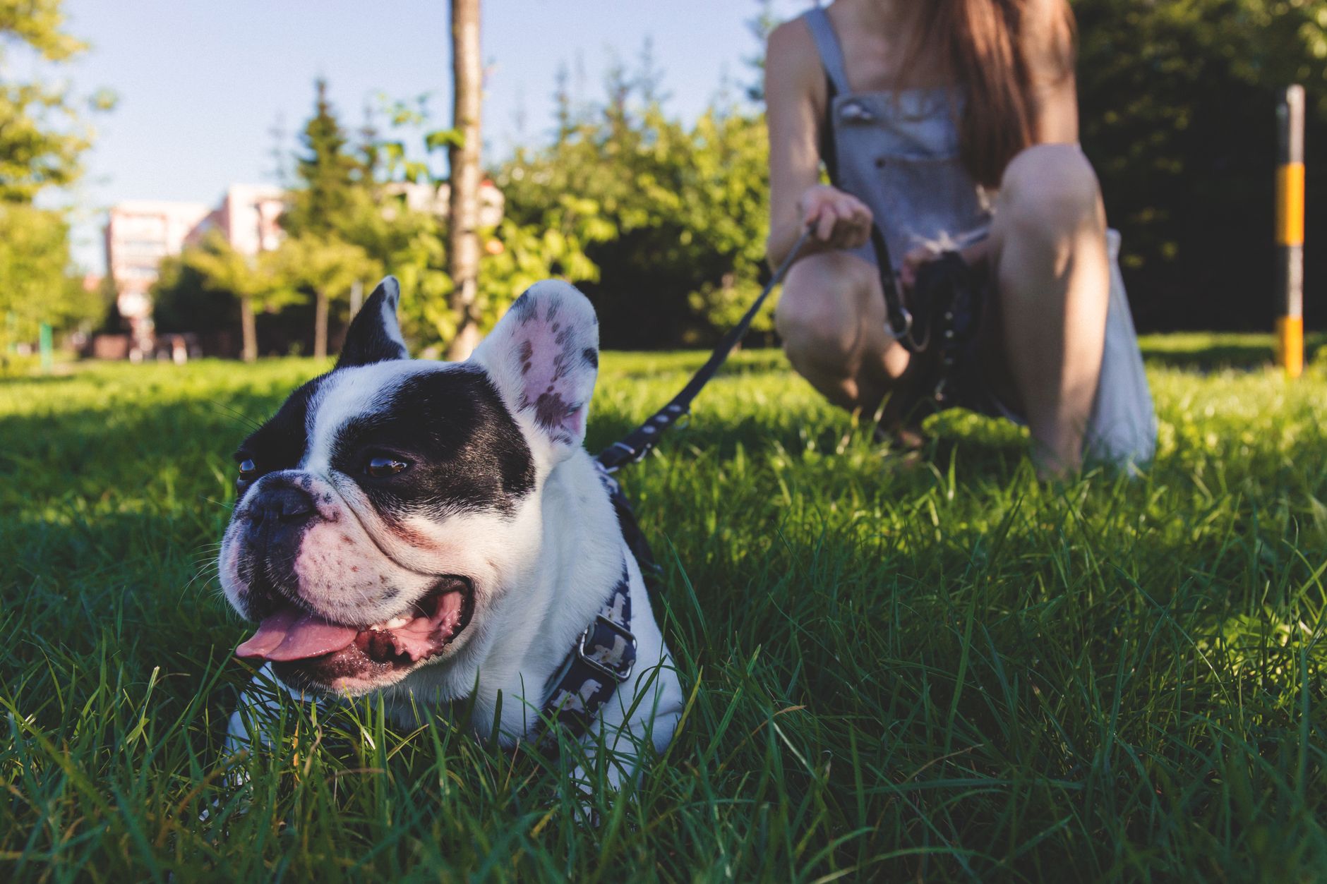 Cute French Bulldog resting on grass with owner in sunny park.