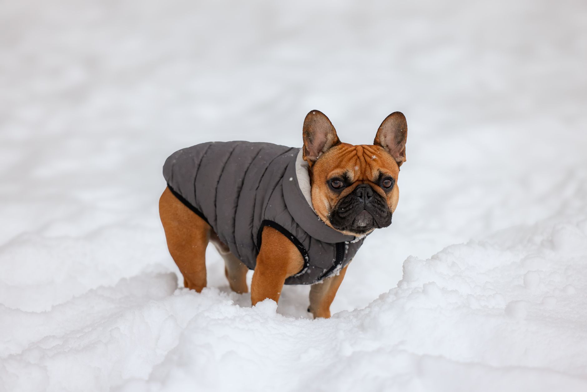 A French bulldog wearing a winter jacket stands in snow, showcasing winter fashion for pets.