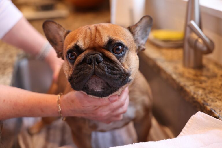 Adorable French Bulldog being washed in a kitchen sink, showing a cute and curious expression.