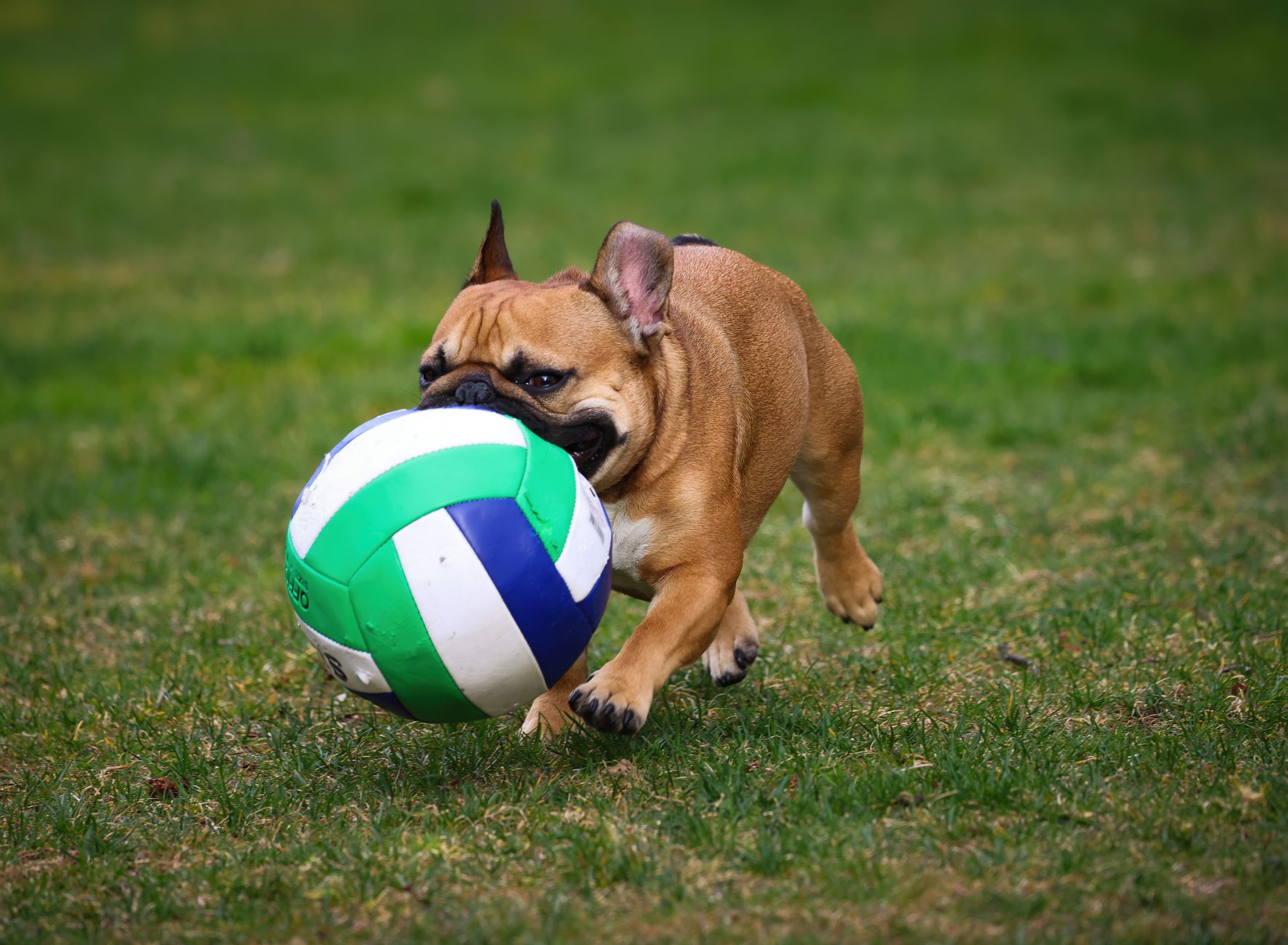 A playful French Bulldog enjoying a sunny day with a ball on the grass.