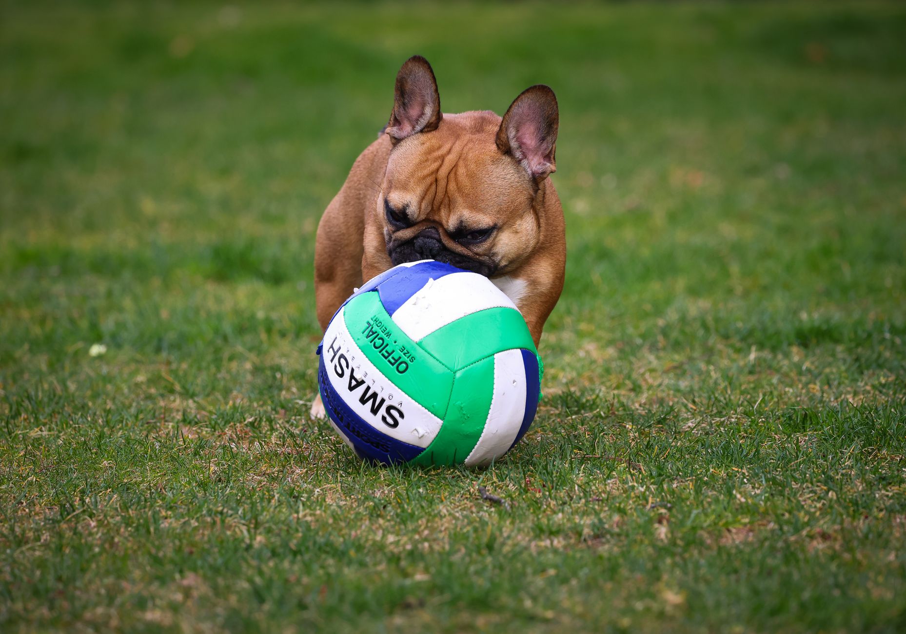 Adorable French Bulldog interacting with a colorful volleyball on grass, capturing a playful moment.
