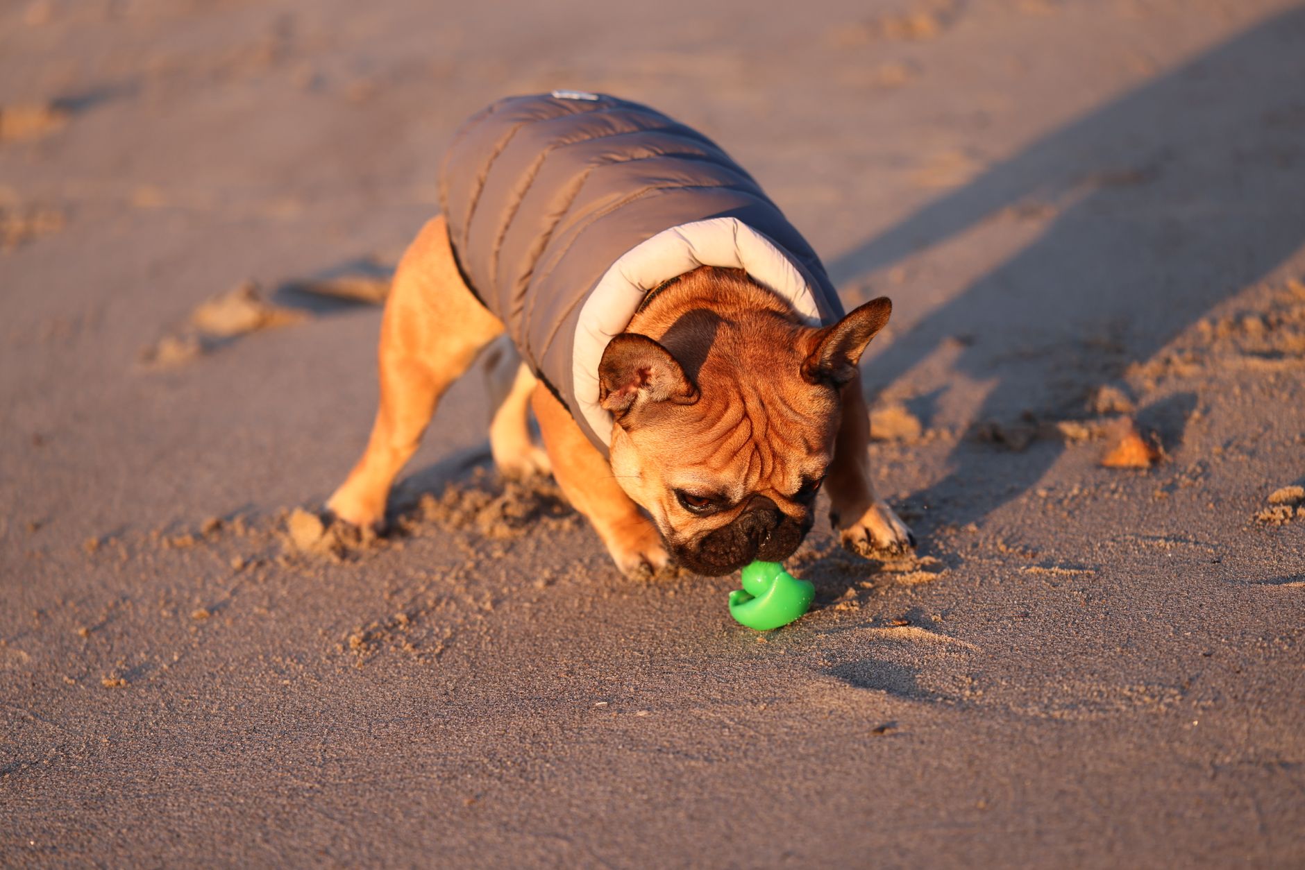Cute French Bulldog in a coat playing with a toy on a sunny beach.