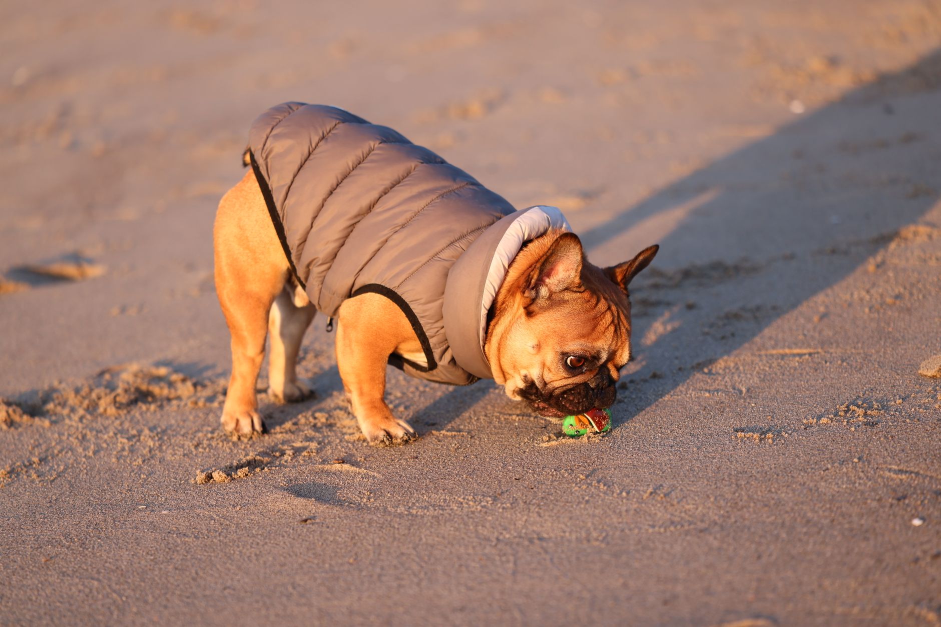 A cute French Bulldog wearing a jacket plays with a toy on a sunny beach.