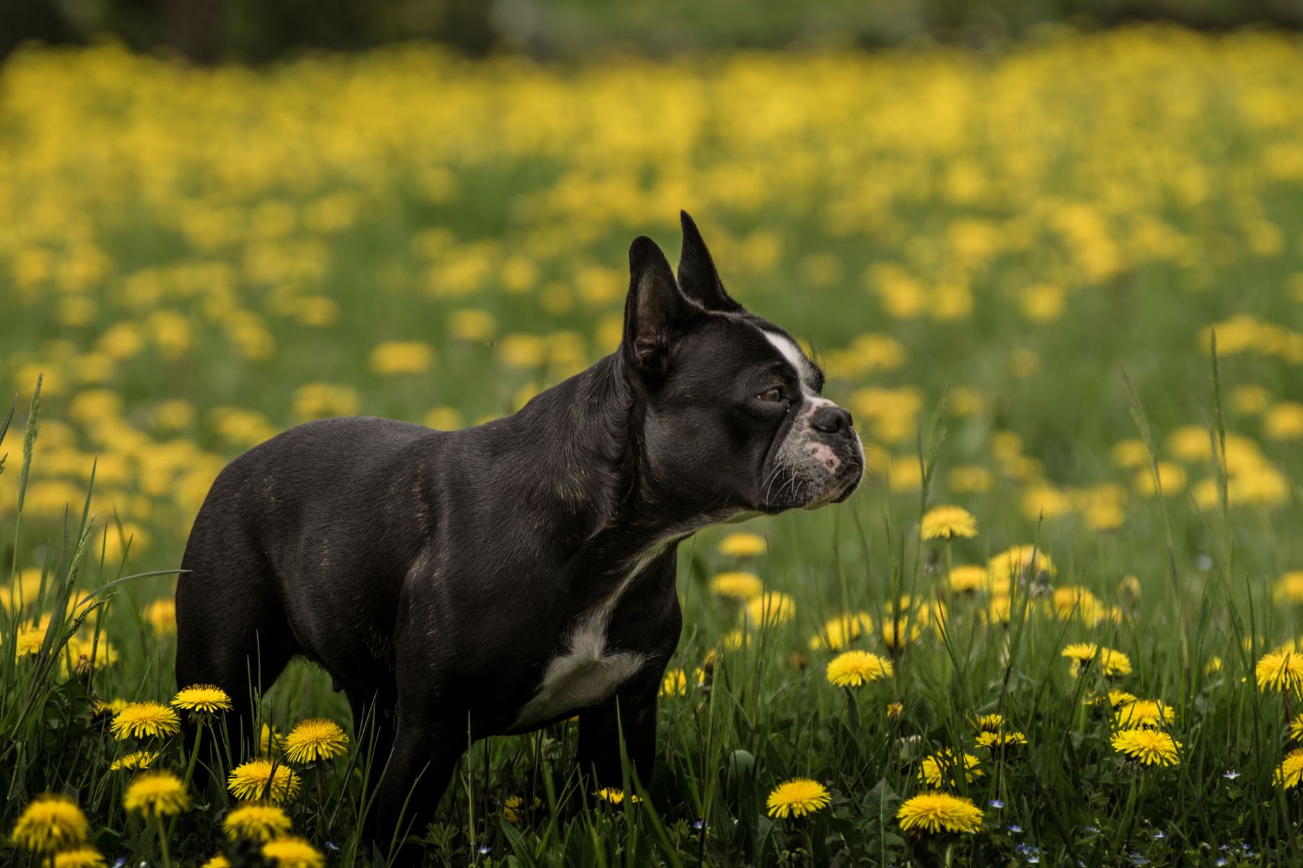 A Boston Terrier stands amidst vibrant dandelions in a lush green meadow, capturing the essence of nature.