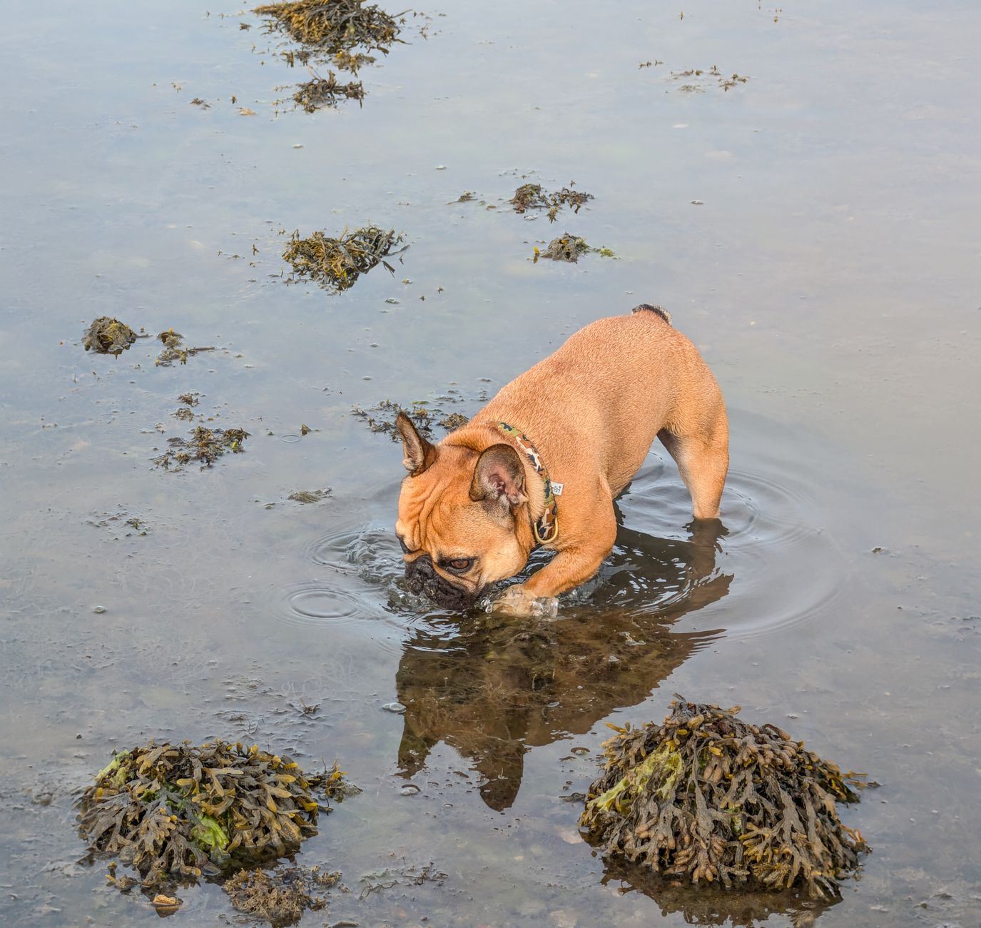 A playful bulldog wading through water, exploring a tranquil outdoor setting.