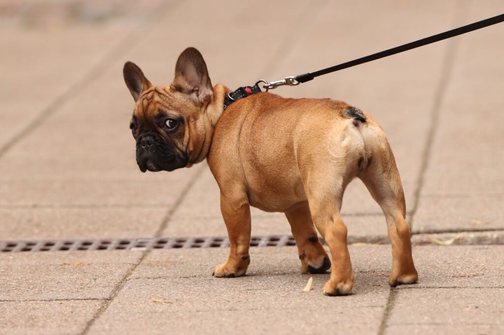 Adorable French Bulldog puppy on a walk in Riga, Latvia, showcasing its playful nature and cute appearance.