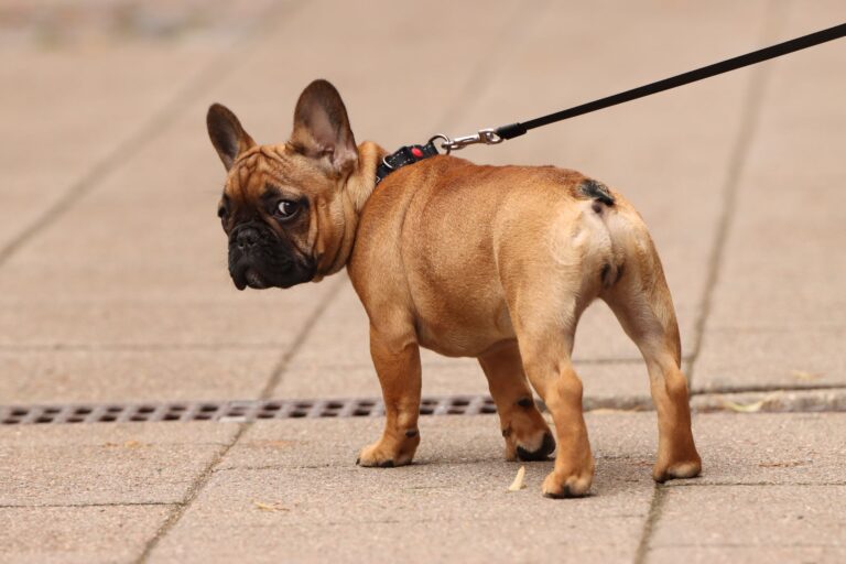 Adorable French Bulldog puppy on a walk in Riga, Latvia, showcasing its playful nature and cute appearance.