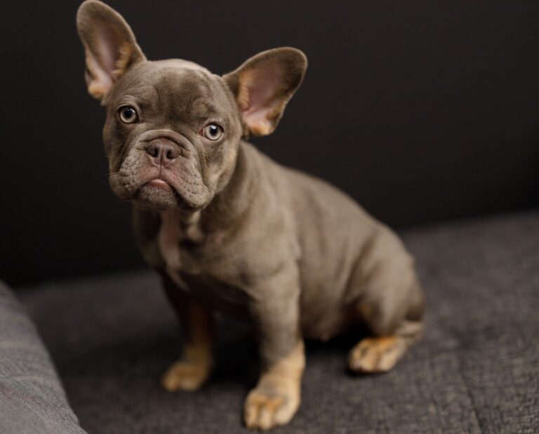 Adorable French Bulldog puppy sitting on a couch in a cozy indoor setting, looking curious and cute.